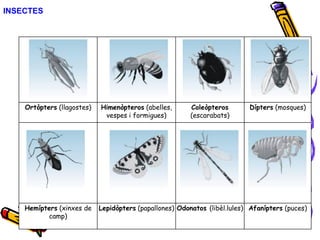 INSECTES
Ortòpters (llagostes) Himenòpteros (abelles,
vespes i formigues)
Coleòpteros
(escarabats)
Dípters (mosques)
Hemípters (xinxes de
camp)
Lepidòpters (papallones) Odonatos (libèl.lules) Afanípters (puces)
 