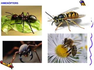 HIMENÒPTERS
 