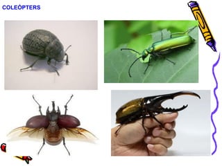COLEÒPTERS
 