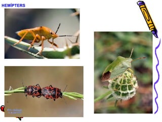 HEMÍPTERS
 