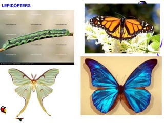 LEPIDÒPTERS
 