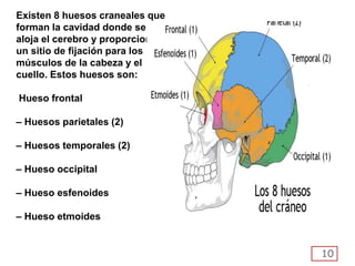 10
Existen 8 huesos craneales que
forman la cavidad donde se
aloja el cerebro y proporcionan
un sitio de fijación para los
músculos de la cabeza y el
cuello. Estos huesos son:
Hueso frontal
– Huesos parietales (2)
– Huesos temporales (2)
– Hueso occipital
– Hueso esfenoides
– Hueso etmoides
 