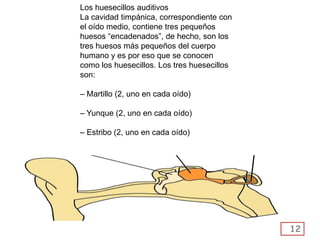 12
Los huesecillos auditivos
La cavidad timpánica, correspondiente con
el oído medio, contiene tres pequeños
huesos “encadenados”, de hecho, son los
tres huesos más pequeños del cuerpo
humano y es por eso que se conocen
como los huesecillos. Los tres huesecillos
son:
– Martillo (2, uno en cada oído)
– Yunque (2, uno en cada oído)
– Estribo (2, uno en cada oído)
 