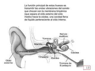 13
La función principal de estos huesos es
transmitir las ondas vibraciones del sonido
que chocan con la membrana timpánica
(que separa el oído externo del oído
medio) hacia la cóclea, una cavidad llena
de líquido perteneciente al oído interno.
 