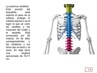 14
La columna vertebral
Esta porción del
esqueleto axial
soporta el peso de la
cabeza, protege la
médula espinal y es el
lugar al que se unen
las costillas y los
músculos del cuello y
la espalda. Está
compuesta por 26
huesos, 24 de ellos
correspondientes a
las vértebras y los
otros dos al sacro y al
coxis. En total tiene
una longitud
aproximada de 70-71
cm.
 