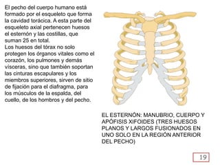 19
El pecho del cuerpo humano está
formado por el esqueleto que forma
la cavidad torácica. A esta parte del
esqueleto axial pertenecen huesos
el esternón y las costillas, que
suman 25 en total.
Los huesos del tórax no solo
protegen los órganos vitales como el
corazón, los pulmones y demás
vísceras, sino que también soportan
las cinturas escapulares y los
miembros superiores, sirven de sitio
de fijación para el diafragma, para
los músculos de la espalda, del
cuello, de los hombros y del pecho.
EL ESTERNÓN: MANUBRIO, CUERPO Y
APÓFISIS XIFOIDES (TRES HUESOS
PLANOS Y LARGOS FUSIONADOS EN
UNO SOLO EN LA REGIÓN ANTERIOR
DEL PECHO)
 