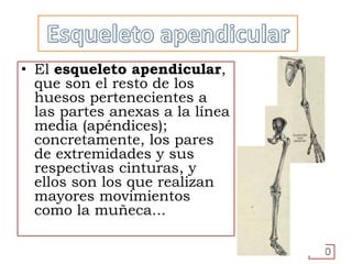 • El esqueleto apendicular,
que son el resto de los
huesos pertenecientes a
las partes anexas a la línea
media (apéndices);
concretamente, los pares
de extremidades y sus
respectivas cinturas, y
ellos son los que realizan
mayores movimientos
como la muñeca...
20
 