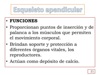 • FUNCIONES
• Proporcionan puntos de inserción y de
palanca a los músculos que permiten
el movimiento corporal.
• Brindan soporte y protección a
diferentes órganos vitales, los
reproductores.
• Actúan como depósito de calcio.
21
 