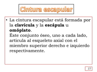 • La cintura escapular está formada por
la clavícula y la escápula u
omóplato.
Éste conjunto óseo, uno a cada lado,
articula al esqueleto axial con el
miembro superior derecho e izquierdo
respectivamente.
27
 