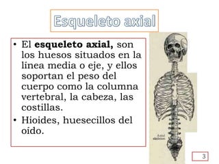 • El esqueleto axial, son
los huesos situados en la
línea media o eje, y ellos
soportan el peso del
cuerpo como la columna
vertebral, la cabeza, las
costillas.
• Hioides, huesecillos del
oído.
3
 