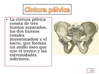 • La cintura pélvica
consta de tres
huesos separados,
los dos huesos
coxales
(innominados) y el
sacro, que forman
un anillo óseo que
une el tronco y las
extremidades
inferiores.
36
 