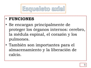 • FUNCIONES
• Se encargan principalmente de
proteger los órganos internos: cerebro,
la médula espinal, el corazón y los
pulmones.
• También son importantes para el
almacenamiento y la liberación de
calcio.
5
 