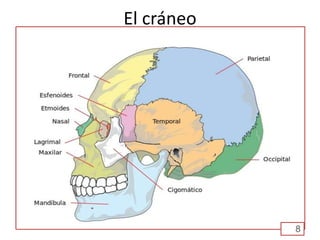 El cráneo
8
 