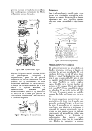 Morfología y clasificación de los hongos | PDF