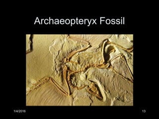 Archaeopteryx Fossil
1/4/2016 13
 