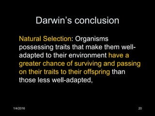 1/4/2016 20
Darwin’s conclusion
Natural Selection: Organisms
possessing traits that make them well-
adapted to their environment have a
greater chance of surviving and passing
on their traits to their offspring than
those less well-adapted,
 