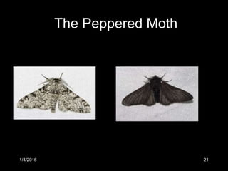 1/4/2016 21
The Peppered Moth
 