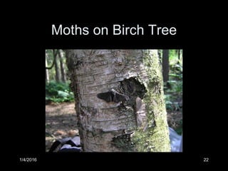 Moths on Birch Tree
1/4/2016 22
 
