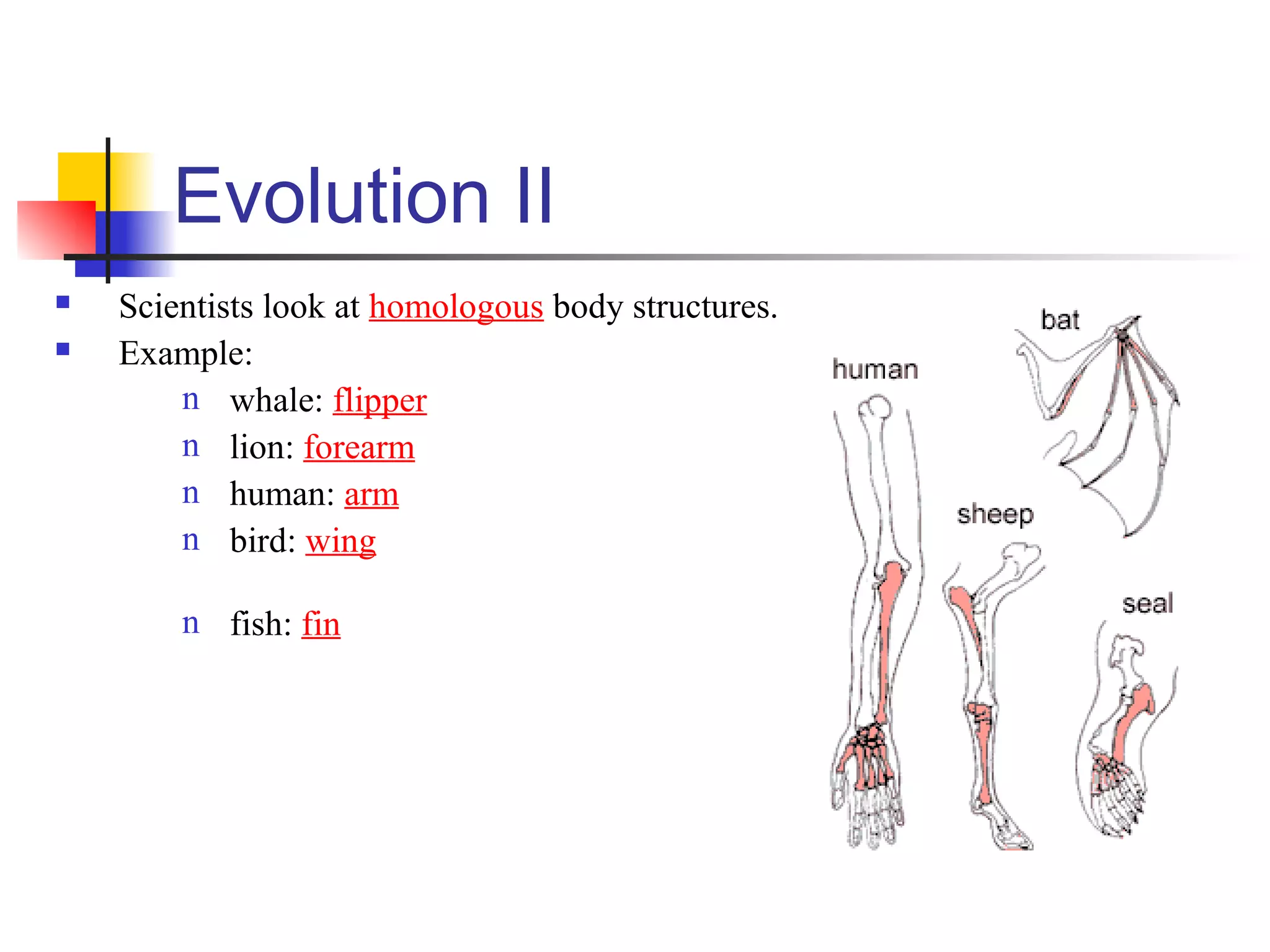 Evolution II
 Scientists look at homologous body structures.
 Example:
n whale: flipper
n lion: forearm
n human: arm
n bird: wing
n fish: fin
 