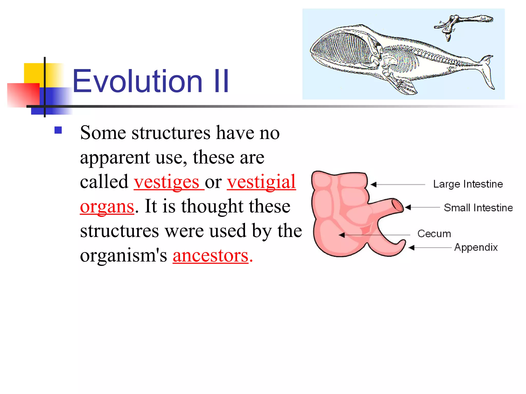 Evolution II
 Some structures have no
apparent use, these are
called vestiges or vestigial
organs. It is thought these
structures were used by the
organism's ancestors.
 