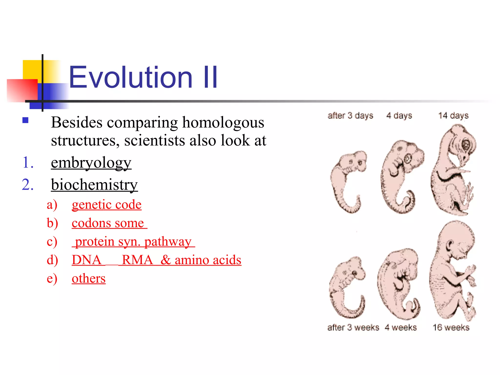 Evolution II
 Besides comparing homologous
structures, scientists also look at
1. embryology
2. biochemistry
a) genetic code
b) codons some
c) protein syn. pathway
d) DNA RMA & amino acids
e) others
 