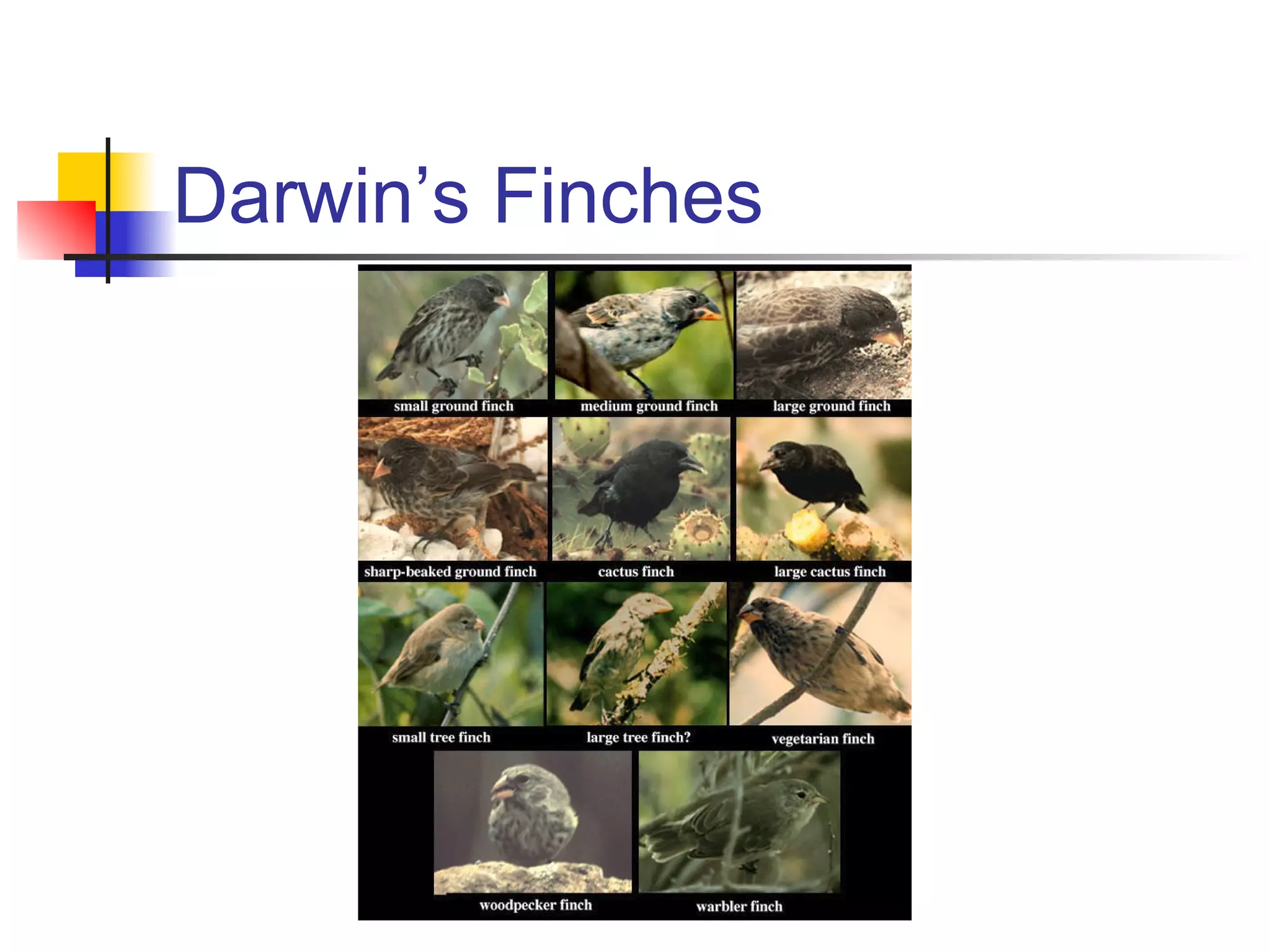 Darwin’s Finches
 