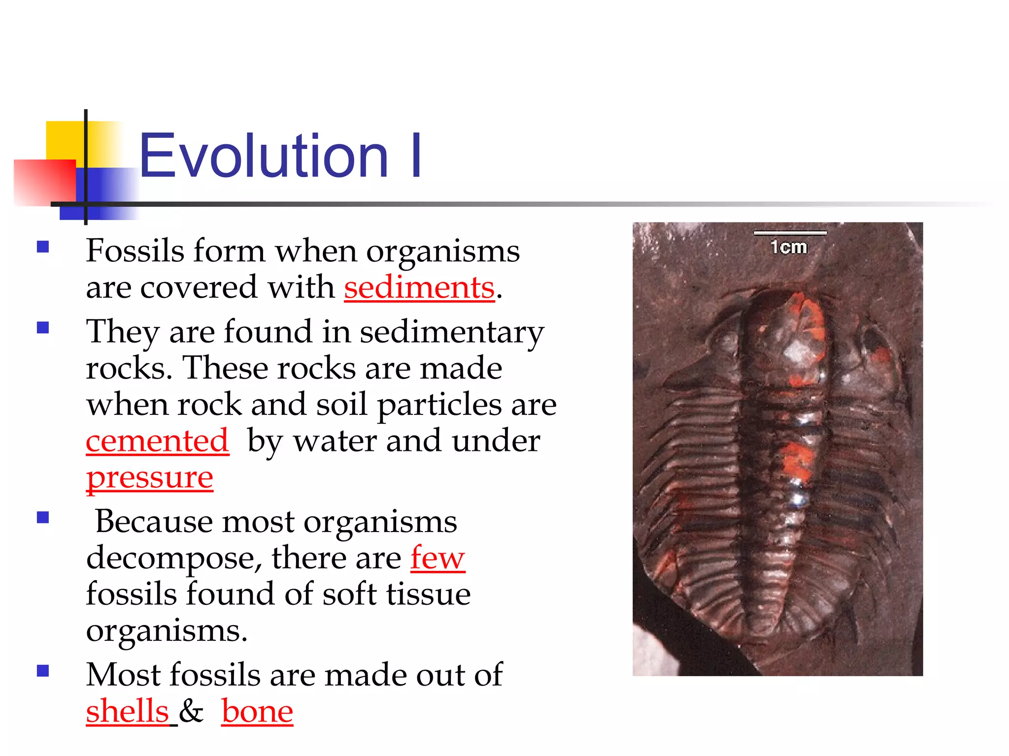 Evolution I
 Fossils form when organisms
are covered with sediments.
 They are found in sedimentary
rocks. These rocks are made
when rock and soil particles are
cemented by water and under
pressure
 Because most organisms
decompose, there are few
fossils found of soft tissue
organisms.
 Most fossils are made out of
shells & bone
 