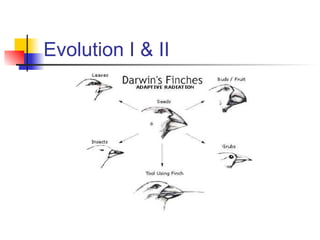 Evolution I & II
 