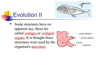 Evolution II
 Some structures have no
apparent use, these are
called vestiges or vestigial
organs. It is thought these
structures were used by the
organism's ancestors.
 