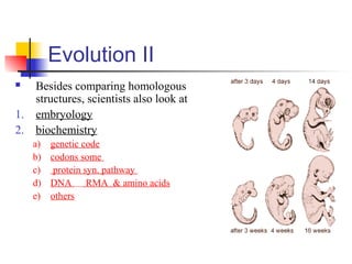 Evolution II
 Besides comparing homologous
structures, scientists also look at
1. embryology
2. biochemistry
a) genetic code
b) codons some
c) protein syn. pathway
d) DNA RMA & amino acids
e) others
 