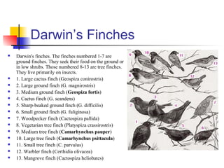 Darwin’s Finches
 Darwin's finches. The finches numbered 1-7 are
ground finches. They seek their food on the ground or
in low shrubs. Those numbered 8-13 are tree finches.
They live primarily on insects.
 1. Large cactus finch (Geospiza conirostris)
 2. Large ground finch (G. magnirostris)
 3. Medium ground finch (Geospiza fortis)
 4. Cactus finch (G. scandens)
 5. Sharp-beaked ground finch (G. difficilis)
 6. Small ground finch (G. fuliginosa)
 7. Woodpecker finch (Cactospiza pallida)
 8. Vegetarian tree finch (Platyspiza crassirostris)
 9. Medium tree finch (Camarhynchus pauper)
 10. Large tree finch (Camarhynchus psittacula)
 11. Small tree finch (C. parvulus)
 12. Warbler finch (Certhidia olivacea)
 13. Mangrove finch (Cactospiza heliobates)
 