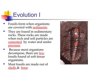Evolution I
 Fossils form when organisms
are covered with sediments.
 They are found in sedimentary
rocks. These rocks are made
when rock and soil particles are
cemented by water and under
pressure
 Because most organisms
decompose, there are few
fossils found of soft tissue
organisms.
 Most fossils are made out of
shells & bone
 