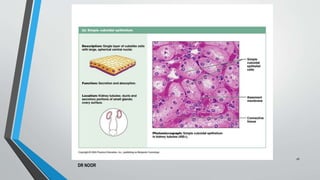 Histology of Epithelium Tissue and Other Tissue. | PPTX