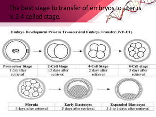 The best stage to transfer of embryos to uterus
is 2-4 celled stage.
 