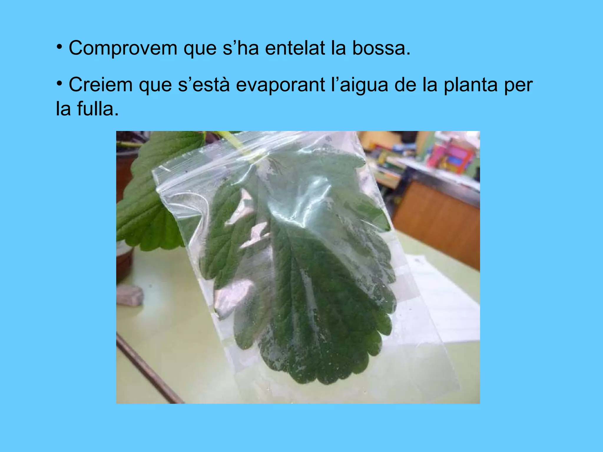 Comprovem que s’ha entelat la bossa. Creiem que s’està evaporant l’aigua de la planta per la fulla. 