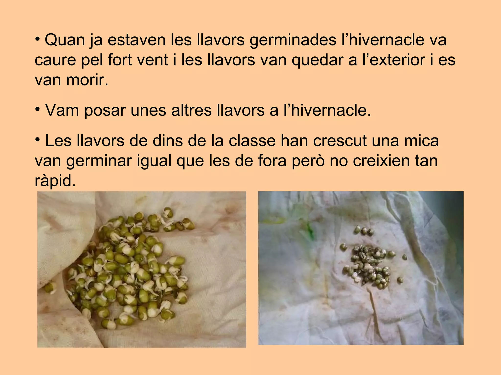 Quan ja estaven les llavors germinades l’hivernacle va  caure pel fort vent i les llavors van quedar a l’exterior i es van morir. Vam posar unes altres llavors a l’hivernacle. Les llavors de dins de la classe han crescut una mica van germinar igual que les de fora però no creixien tan ràpid. 