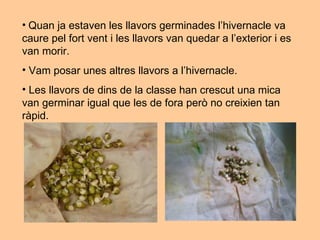 Quan ja estaven les llavors germinades l’hivernacle va  caure pel fort vent i les llavors van quedar a l’exterior i es van morir. Vam posar unes altres llavors a l’hivernacle. Les llavors de dins de la classe han crescut una mica van germinar igual que les de fora però no creixien tan ràpid. 