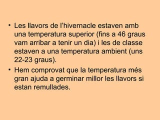 Les llavors de l’hivernacle estaven amb una temperatura superior (fins a 46 graus vam arribar a tenir un dia) i les de classe estaven a una temperatura ambient (uns 22-23 graus). Hem comprovat que la temperatura més gran ajuda a germinar millor les llavors si estan remullades. 