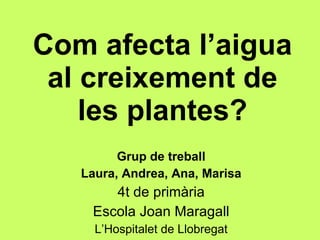 Com afecta l’aigua al creixement de les plantes? Grup de treball Laura, Andrea, Ana, Marisa 4t de primària Escola Joan Maragall L’Hospitalet de Llobregat 