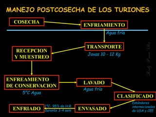 MANEJO POSTCOSECHA DE LOS TURIONES
COSECHA
ENFRIAMIENTO
TRANSPORTE
RECEPCION
Y MUESTREO
ENFREAMIENTO
DE CONSERVACION
LAVADO
CLASIFICADO
ENVASADOENFRIADO
Agua fría
Javas 10 - 12 Kg
5ºC Agua
Agua fría
Estándares
internacionales
de USA y CEE
1ºC- 95% de H.R.
durante 3-4 sem
RudyPumaVilca
 