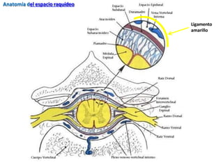 Ligamento
amarillo
Anatomía del espacio raquídeo
 