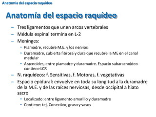̶ Tres ligamentos que unen arcos vertebrales
̶ Médula espinal termina en L-2
̶ Meninges:
• Piamadre, recubre M.E. y los nervios
• Duramadre, cubierta fibrosa y dura que recubre la ME en el canal
medular
• Aracnoides, entre piamadre y duramadre. Espacio subaracnoideo
contiene LCR
̶ N. raquídeos: f. Sensitivas, f. Motoras, f. vegetativas
̶ Espacio epidural: envuelve en toda su longitud a la duramadre
de la M.E. y de las raíces nerviosas, desde occipital a hiato
sacro
• Localizado: entre ligamento amarillo y duramadre
• Contiene: tej. Conectivo, graso y vasos
Anatomía del espacio raquídeo
Anatomía del espacio raquídeo
 