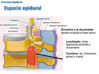 Ligamento amarillo
Ligamento interespinoso
Ligamento supraespinoso
Duramadre
Lig. longitudinal posterior
Plexo venoso
Grasa epidural
Espacio epidural
Envuelve a la duramadre
desde occipital a hiato sacro
Localizado: entre
ligamento amarillo y
duramadre
Contiene: tej. Conectivo,
graso y vasos
Anestesia Epidural
 