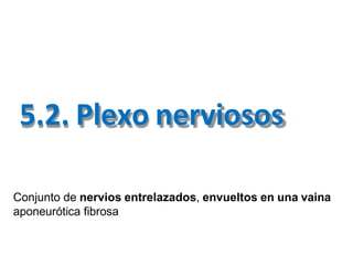 5.2. Plexo nerviosos
Conjunto de nervios entrelazados, envueltos en una vaina
aponeurótica fibrosa
 
