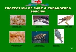 4141
PROTECTION OF RARE & ENDANGEREDPROTECTION OF RARE & ENDANGERED
SPECIESSPECIES
Spiny-Tailed Lizard
(Uromastyx microlepis)
Green Turtle
(Chelonia mydas)
Lesser Kestrel
(Falco naumanni)
Desert Monitor Lizard
(Varanus griseus)
Hawksbill Turtle
(Eretmochelys imbricata)
Sooty Falcon
(Falco concolor)
 