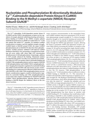 Nucleotides and Phosphorylation Bi-directionally Modulate
Ca2؉
/Calmodulin-dependent Protein Kinase II (CaMKII)
Binding to the N-Methyl-D-aspartate (NMDA) Receptor
Subunit GluN2B*□S
Received for publication,February 22, 2011, and in revised form, July 7, 2011 Published, JBC Papers in Press,July 18, 2011, DOI 10.1074/jbc.M111.233668
Heather O’Leary1
, Wallace H. Liu1
, Jacki M. Rorabaugh, Steven J. Coultrap, and K. Ulrich Bayer2
From the Department of Pharmacology, School of Medicine, University of Colorado Denver, Aurora, Colorado 80045
The Ca2؉
/calmodulin (CaM)-dependent protein kinase II
(CaMKII) and the NMDA-type glutamate receptor are key reg-
ulators of synaptic plasticity underlying learning and memory.
Direct binding of CaMKII to the NMDA receptor subunit
GluN2B (formerly known as NR2B) (i) is induced by Ca2؉
/CaM
but outlasts this initial Ca2؉
-stimulus, (ii) mediates CaMKII
translocation to synapses, and (iii) regulates synaptic strength.
CaMKII binds to GluN2B around S1303, the major CaMKII
phosphorylation site on GluN2B. We show here that a phospho-
mimetic S1303D mutation inhibited CaM-induced CaMKII
binding to GluN2B in vitro, presenting a conundrum how bind-
ing can occur within cells, where high ATP concentration
should promote S1303 phosphorylation. Surprisingly, addition
of ATP actually enhanced the binding. Mutational analysis
revealed that this positive net effect was caused by four modula-
tory effects of ATP, two positive (direct nucleotide binding and
CaMKII T286 autophosphorylation) and two negative (GluN2B
S1303 phosphorylation and CaMKII T305/6 autophosphoryla-
tion). Imaging showed positive regulation by nucleotide binding
also within transfected HEK cells and neurons. In fact, nucleo-
tide binding was a requirement for efficient CaMKII interaction
with GluN2B in cells, while T286 autophosphorylation was not.
Kinetic considerations support a model in which positive regu-
lation by nucleotide binding and T286 autophosphorylation
occurs faster than negative modulation by GluN2B S1303 and
CaMKII T305/6 phosphorylation, allowing efficient CaMKII
binding to GluN2B despite the inhibitory effects of the two
slower reactions.
The Ca2ϩ
/Calmodulin (CaM)3
-dependent protein kinase II
(CaMKII) is a major mediator of Ca2ϩ
signaling in a large vari-
ety of cell types; however, it is best known for its functions in
brain, where the CaMKII ␣ isoform is expressed in levels up to
1% of total protein (for review, see Refs. 1–5). Glutamate is the
major excitatory neurotransmitter in the mammalian brain,
and CaMKII mediates long term potentiation (LTP) of excit-
atory glutamatergic synapse strength (6, 7), a form of synaptic
plasticity thought to be crucial for learning and memory (for
review see Ref. 1, 8). Specifically, CaMKII is activated by Ca2ϩ
influx through the NMDA-type glutamate receptor, allowing
the kinase to potentiate AMPA-type glutamate receptor cur-
rents, likely both by increasing the number or receptors at the
synapse (9, 10) and by increasing their single channel conduc-
tance (11, 12). LTP-inducing NMDA-receptor stimulation also
leads to CaMKII translocation to excitatory synapses (13–17),
which is thought to be mediated by a Ca2ϩ
/CaM-induced direct
binding of CaMKII to the NMDA-receptor subunit GluN2B
(for review see Refs. 4, 5). Induction of LTP requires CaMKII
T286 autophophosphorylation (18, 19), a reaction that occurs
between two Ca2ϩ
/CaM-stimulated kinase subunits within the
12meric CaMKII holoenzyme (20, 21) and generates “autono-
mous” activity, i.e. partial kinase activity (ϳ20%) toward most
substrates even after dissociation of Ca2ϩ
/CaM (22–25). T286
autophosphorylation also induces CaMKII binding to GluN2B
in vitro (26, 27); however, T286 phosphorylation is not
required, as Ca2ϩ
/CaM stimulation alone is sufficient to induce
CaMKII binding to GluN2B (15, 17). This interaction of
CaMKII with GluN2B is indeed important in regulation of syn-
aptic strength (28–30). Binding to GluN2B keeps CaMKII in an
active conformation, which allows phosphorylation of GluN2B
even after the initial Ca2ϩ
stimulus has subsided, and even
when T286 is no longer phosphorylated (15, 17, 31, 32). In turn,
CaMKII activity is thought to regulate NMDA-receptor cur-
rents (33–35). Remarkably, the major CaMKII phosphorylation
site on GluN2B, S1303 (36), is located within the major CaMKII
binding site on the receptor (15, 27, for review see 4, 5), and
S1303 phosphorylation has been shown to interfere with
CaMKII binding (27, 37). Conditions that would induce CaM-
KII binding to GluN2B in cells (CaMKII activation by Ca2ϩ
/
CaM and/or by T286 autophosphorylation) should also trigger
GluN2B S1303 phosphorylation by CaMKII, which in turn
should prevent the binding (27). How, then, can CaMKII actu-
ally bind to GluN2B within cells, where ATP concentration is
high? To address this apparent conundrum, we added ATP to
our in vitro binding reactions. Remarkably, ATP actually
enhanced Ca2ϩ
/CaM-induced binding of CaMKII to GluN2B.
Further studies revealed that this positive net effect was the
result of four modulatory effects of ATP, two positive (directly
* The research was supported, in whole or in part, by National Institutes of
Health Grants T32GM007635 (to H. O’L., W. H. L., and J. M. R.), P30NS048154
(UCD Center Grant), and R01NS052644 (to K. U. B.).
□S
The on-line version of this article (available at http://www.jbc.org) contains
supplemental Figs. S1–S3.
1
Both authors contributed equally to this work.
2
To whom correspondence should be addressed. E-mail: ulli.bayer@
ucdenver.edu.
3
The abbreviations used are: CaM, Ca2ϩ
/calmodulin; NMDA, N-methyl-D-as-
partate; AMP-PNP, adenosine 5Ј-(␤,␥-imino)triphosphate; LTP, long term
potentiation.
THE JOURNAL OF BIOLOGICAL CHEMISTRY VOL. 286, NO. 36, pp. 31272–31281, September 9, 2011
© 2011 by The American Society for Biochemistry and Molecular Biology, Inc. Printed in the U.S.A.
31272 JOURNAL OF BIOLOGICAL CHEMISTRY VOLUME 286•NUMBER 36•SEPTEMBER 9, 2011
atUnivColorado-DenisonMemorialLibraryonJuly27,2015http://www.jbc.org/Downloadedfrom
 