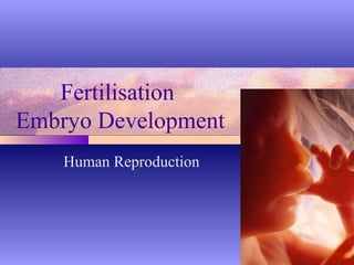 Fertilisation 
Embryo Development 
Human Reproduction 
 