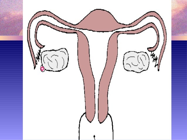 BIOLOGY FORM 5 CHAPTER 4  4.1E FERTILISATION & DEVELOPMENT