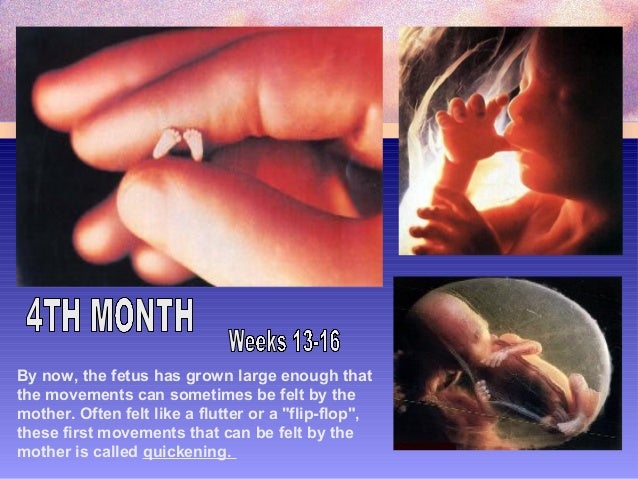 biology form 5 chapter 4 4 1e fertilisation development when does the placenta form