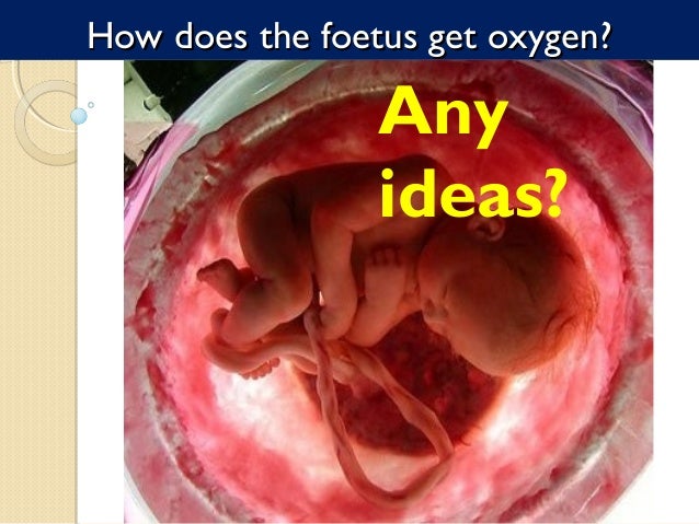 biology form 5 chapter 4 4 1e fertilisation development how to twins form